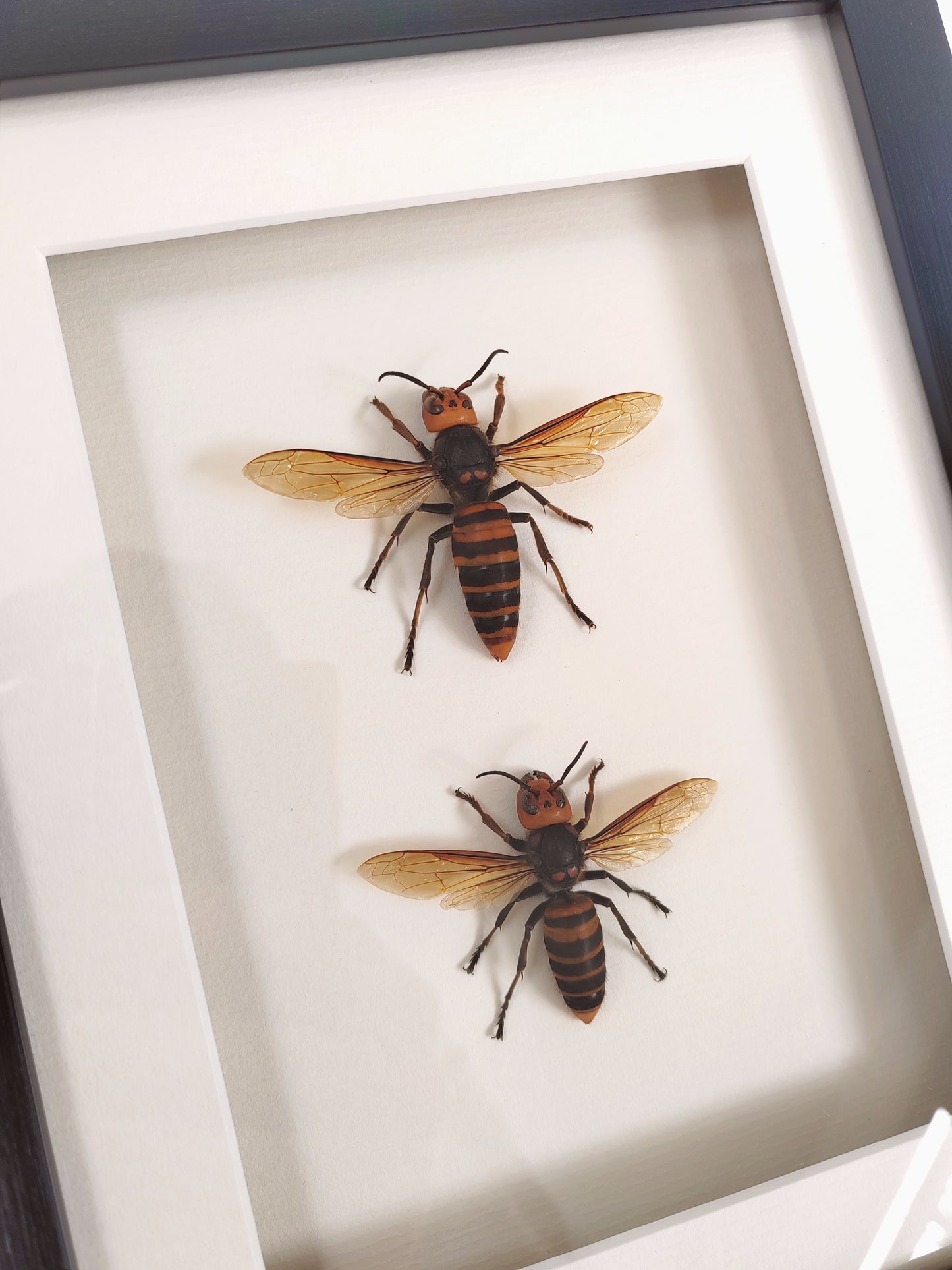 Vespa mandarinia, Giant Asian Hornet - real Queen and Worker framed specimens