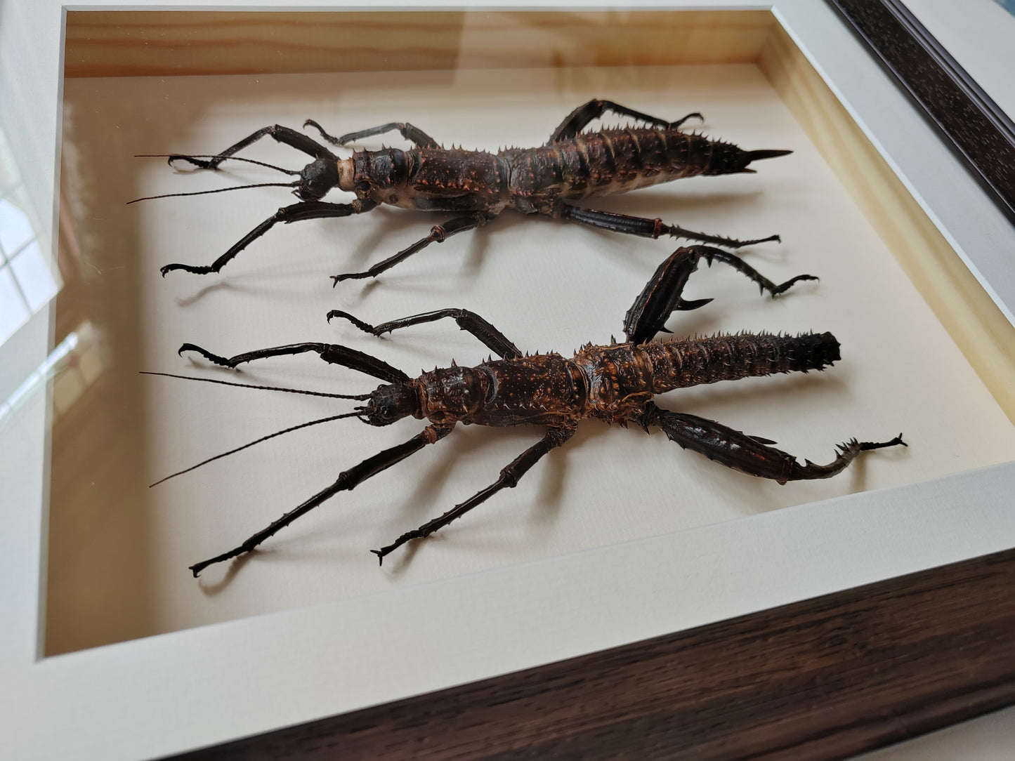 Framed Eurycantha horrida male & female XL real specimens