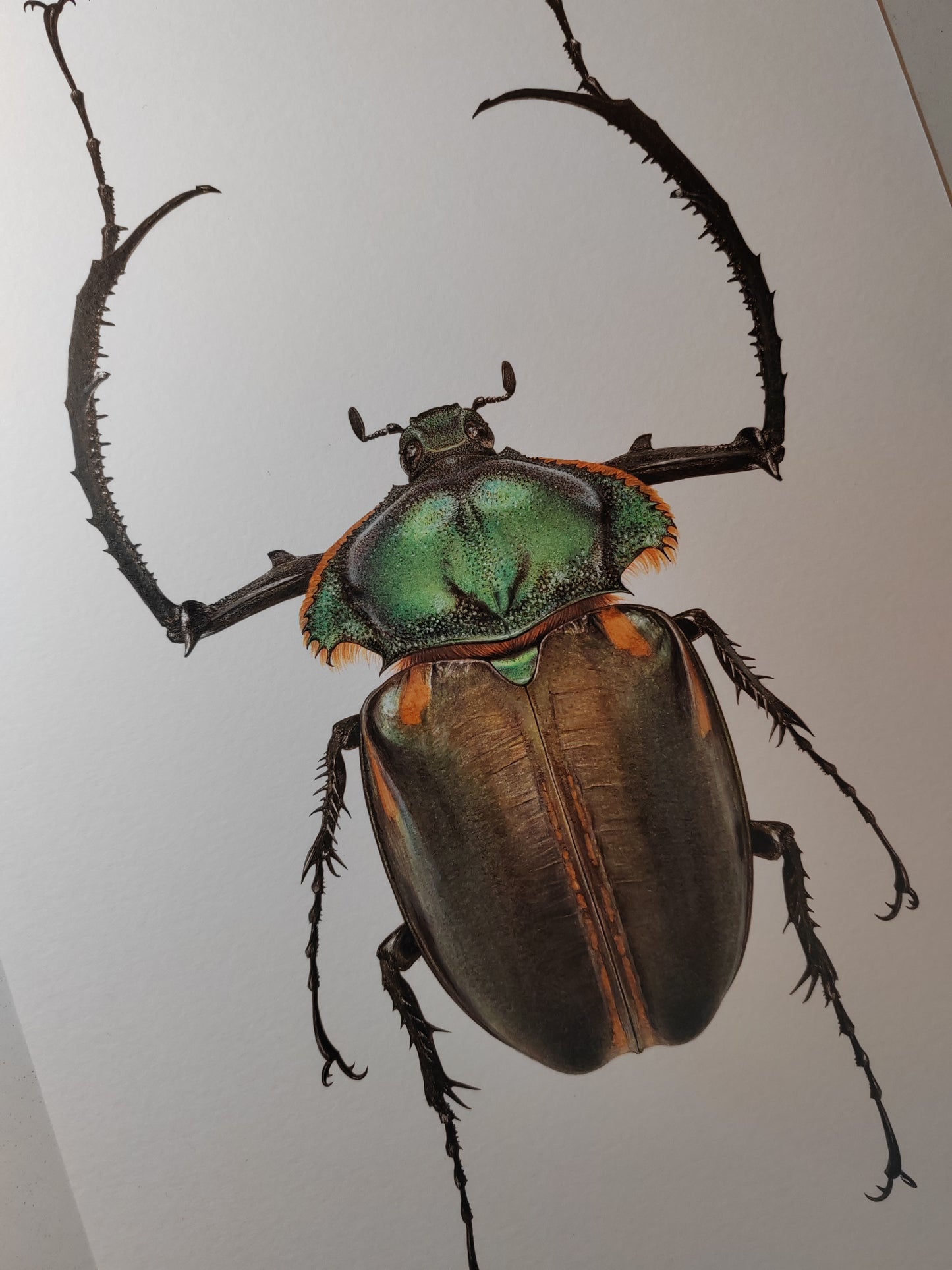 Cheirotonus jansoni, Long armed scarab, A4 size limited edition art print