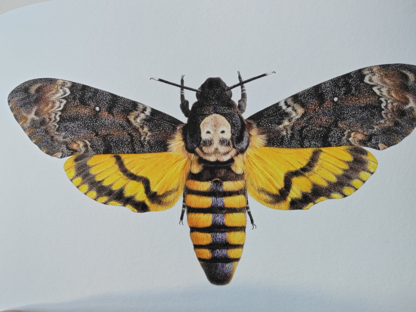 Death's head hawk moth Acherontia atropos, A4 size limited edition art print