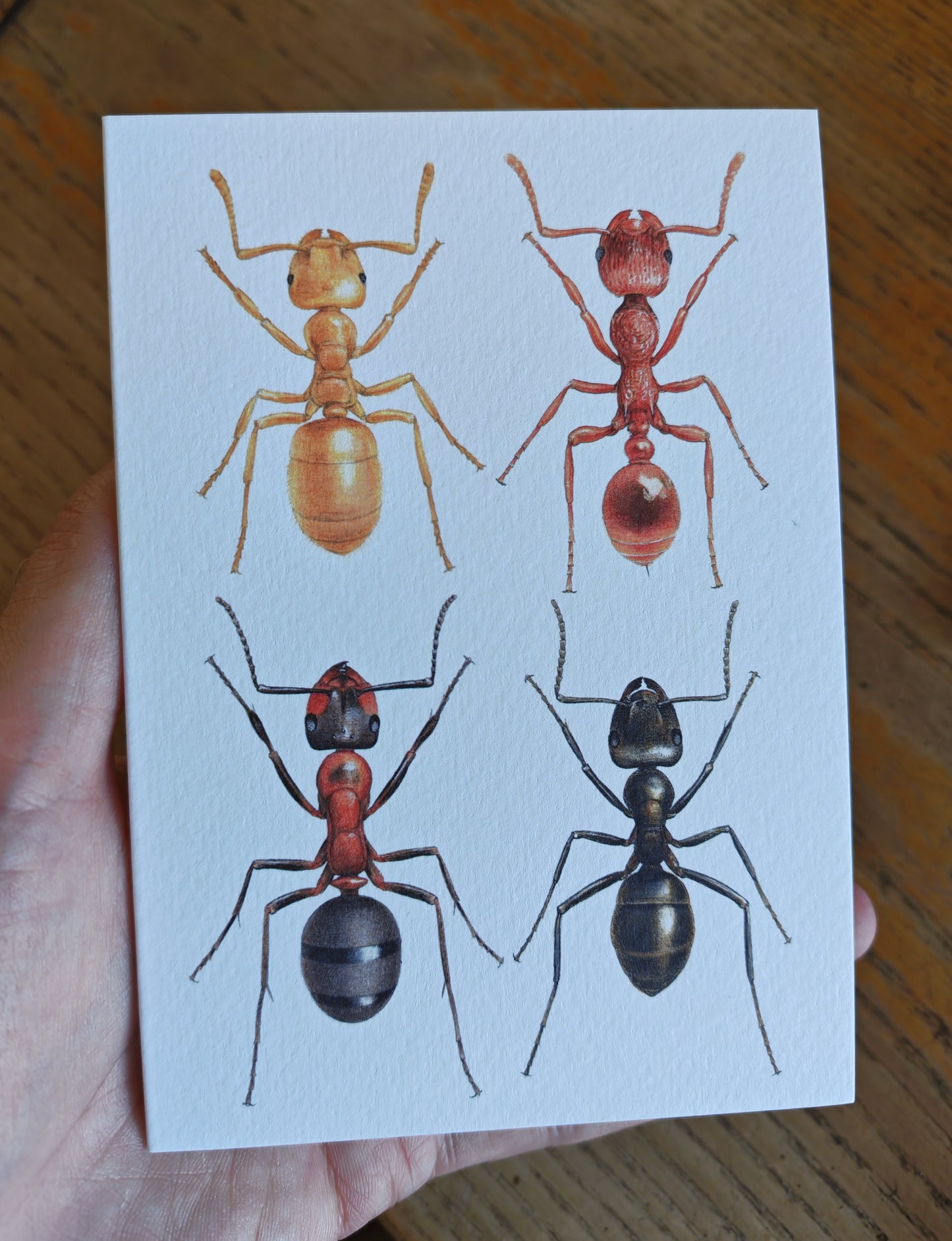 British Ants greetings card