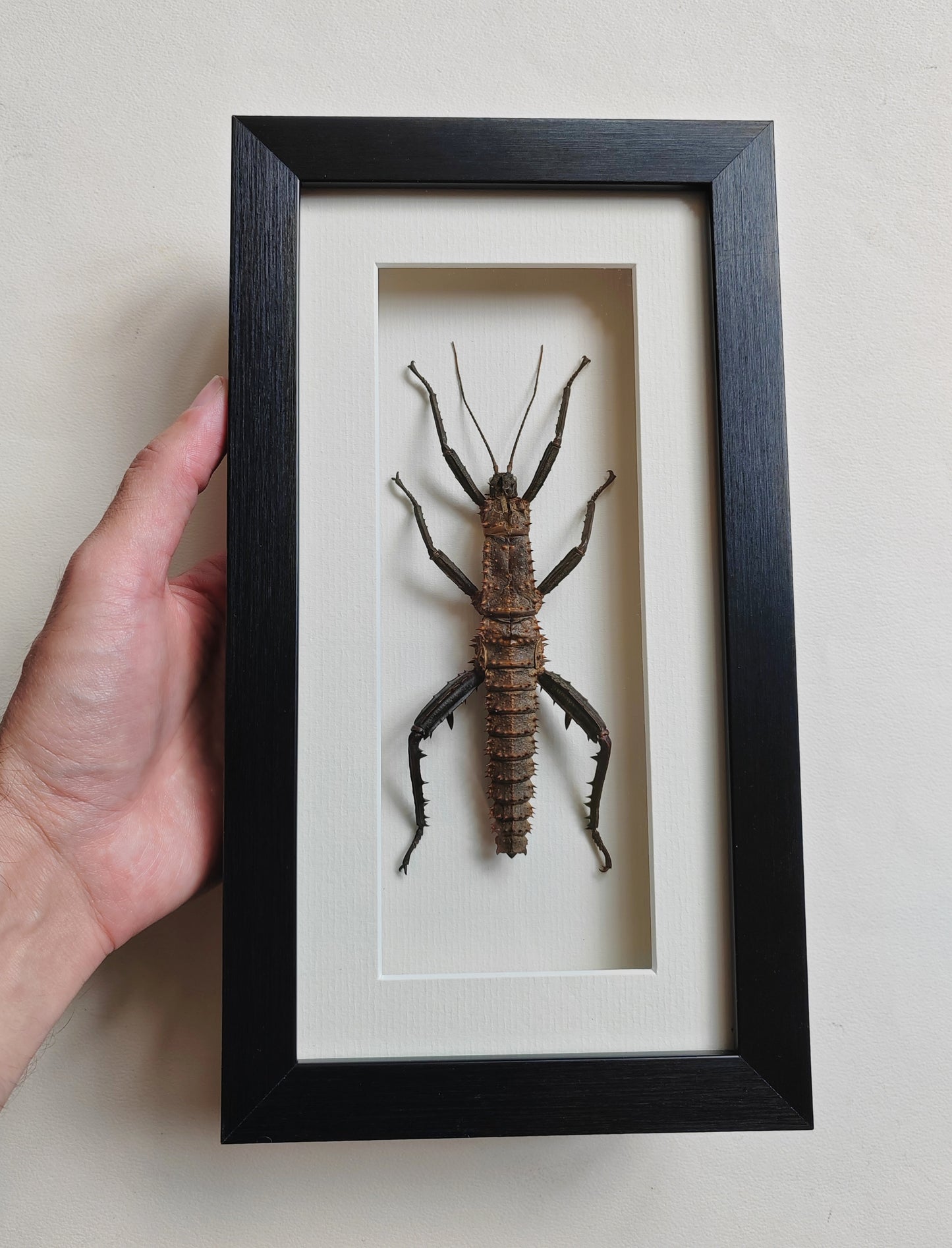 Framed Moult from Male Eurycantha horrida