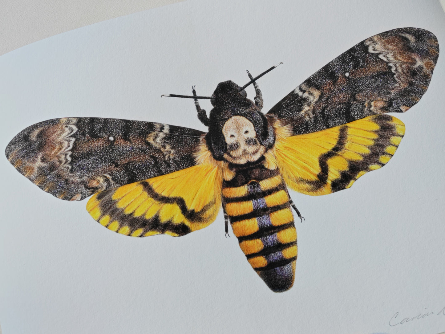 Death's head hawk moth Acherontia atropos, A4 size limited edition art print