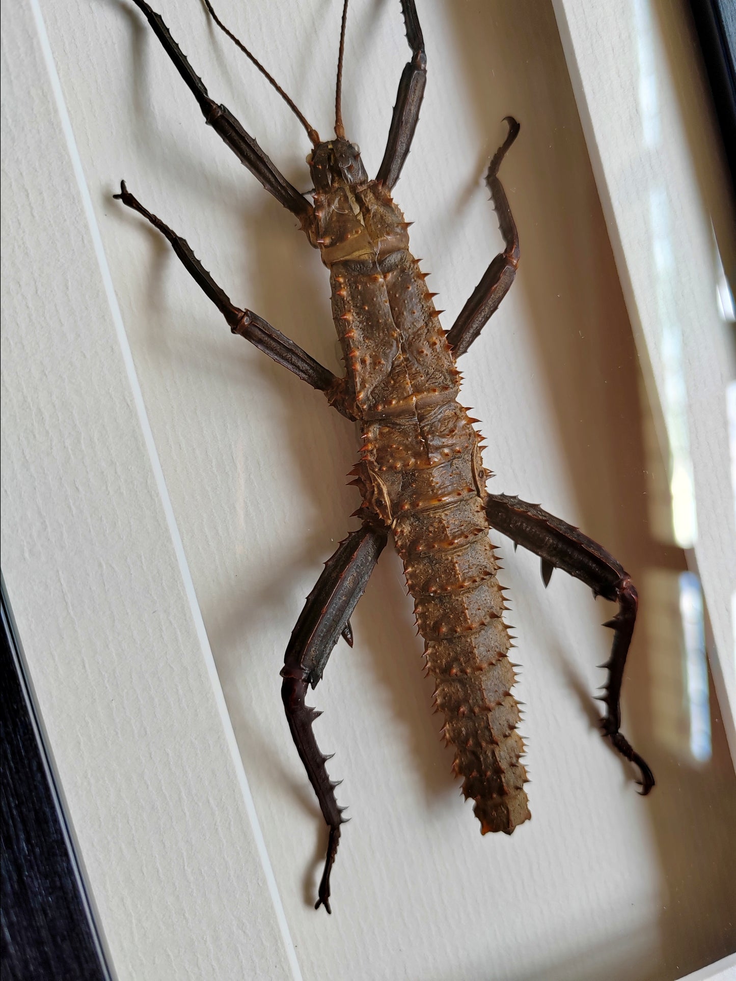 Framed Moult from Male Eurycantha horrida