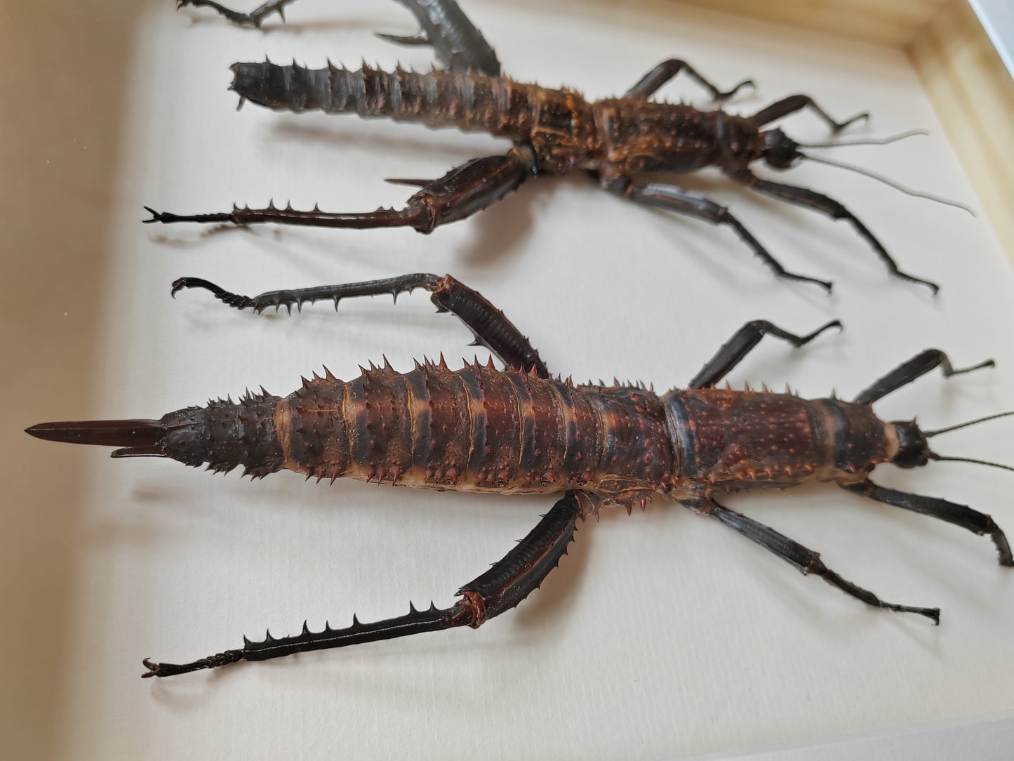 Framed Eurycantha horrida male & female XL real specimens