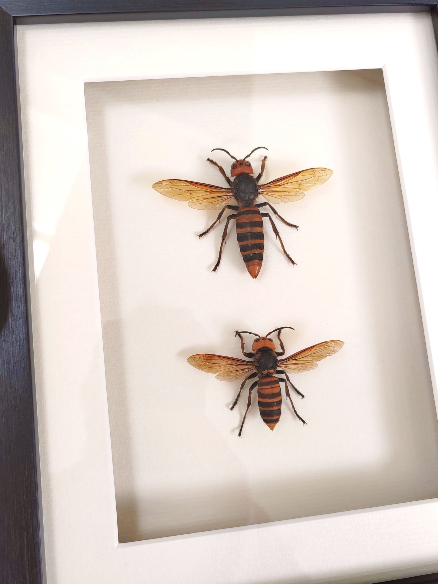 Vespa mandarinia, Giant Asian Hornet - real Queen and Worker framed specimens