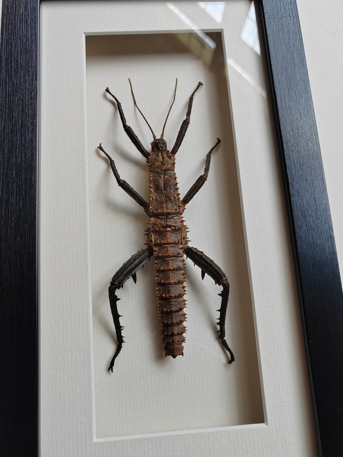 Framed Moult from Male Eurycantha horrida