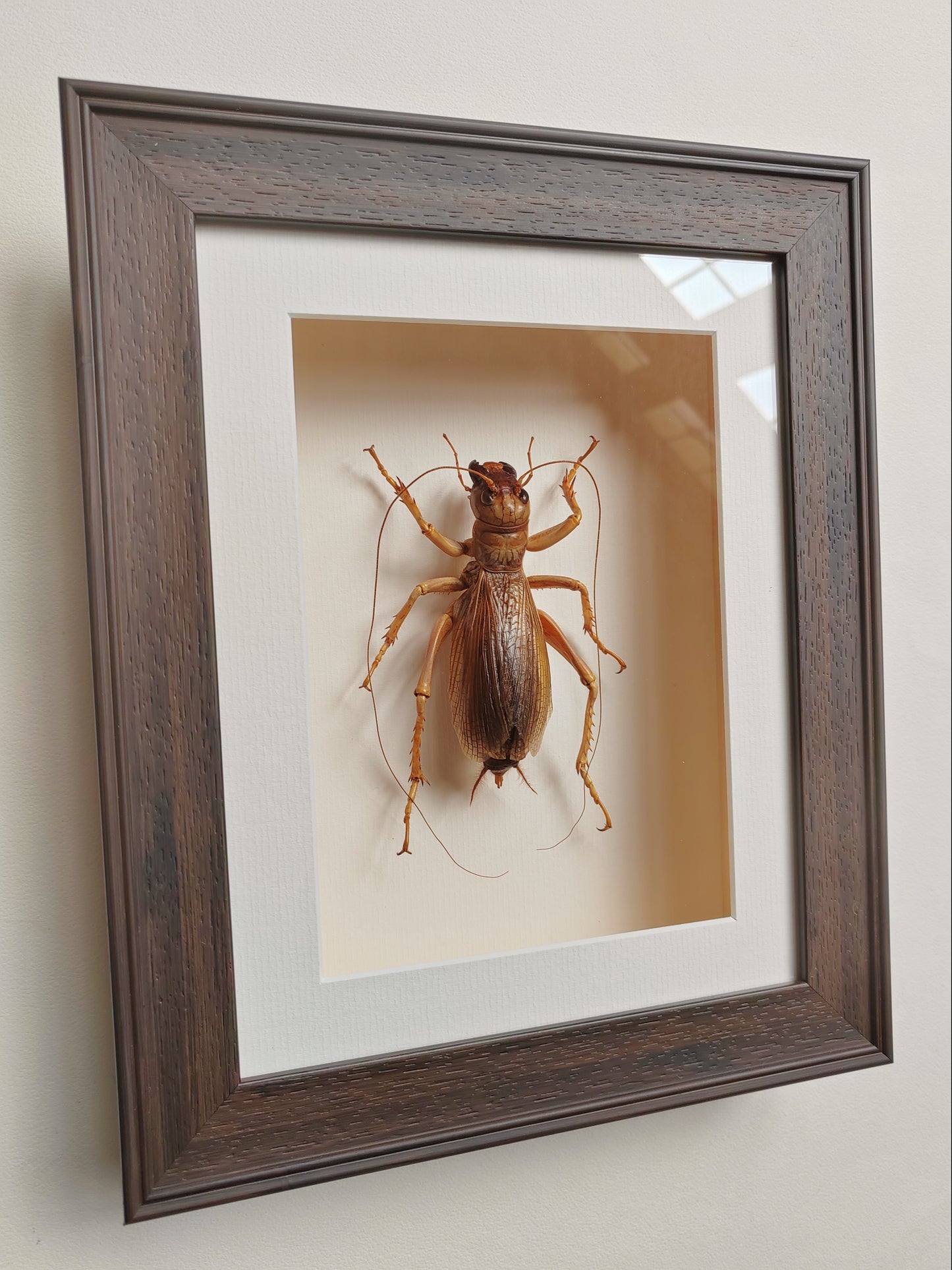 Sia ferox, Huge female - Bulldog Raspy Cricket, real framed specimen