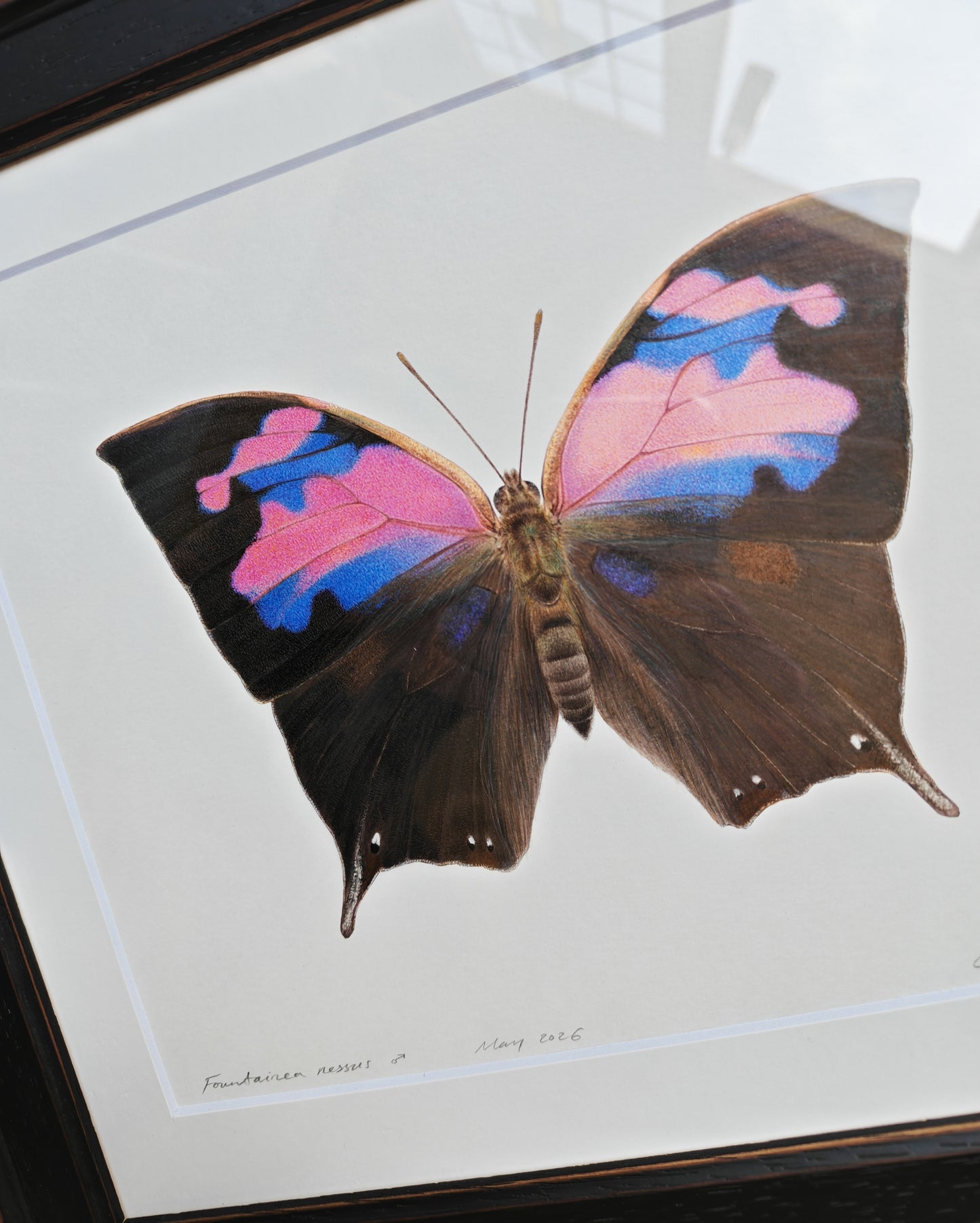 Fountainea nessus, Framed Original artwork