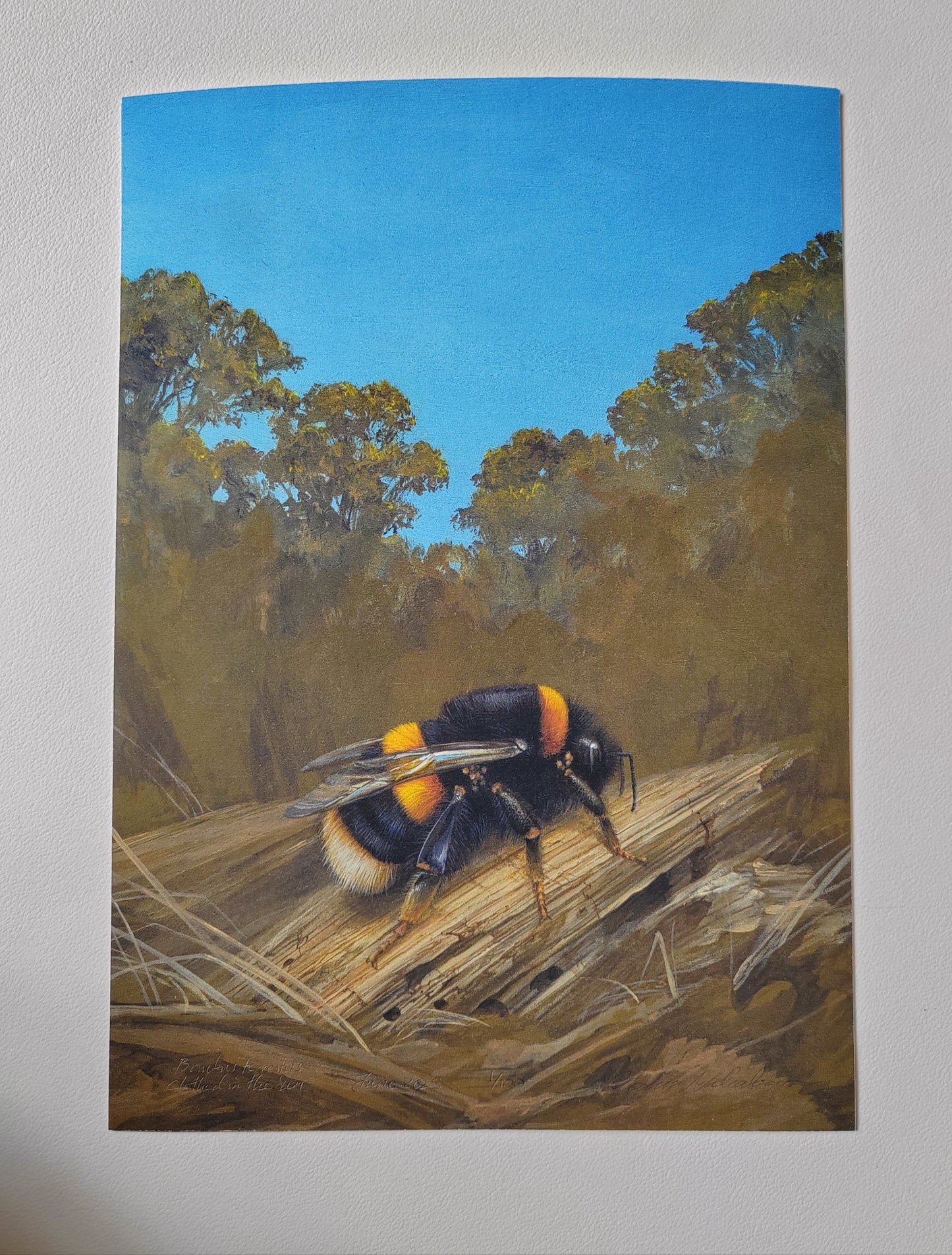 Bombus terrestris Buff-tailed Bumblebee, clothed in the sun