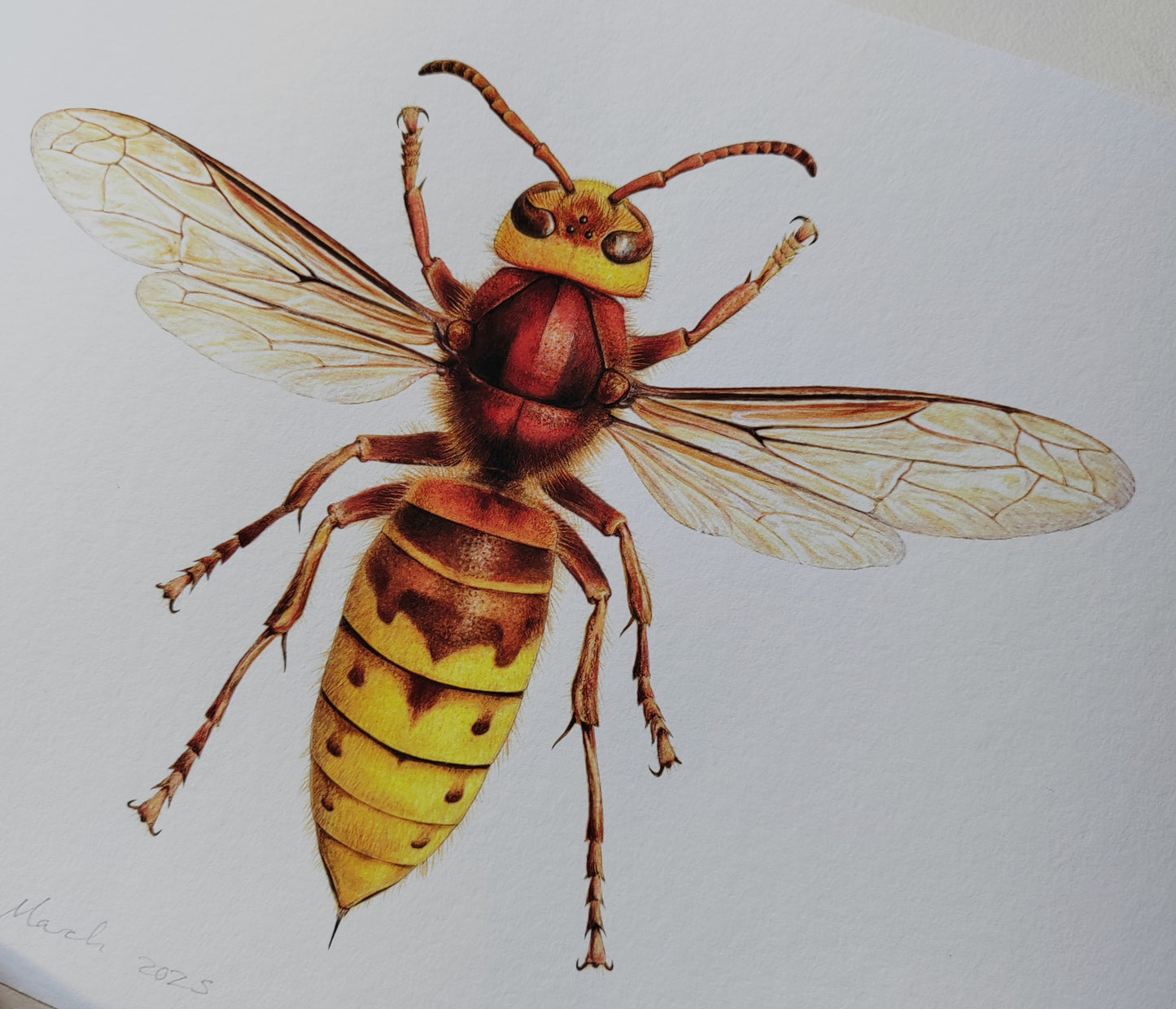 Hornet, Vespa crabro, Queen, A4 size limited edition art print