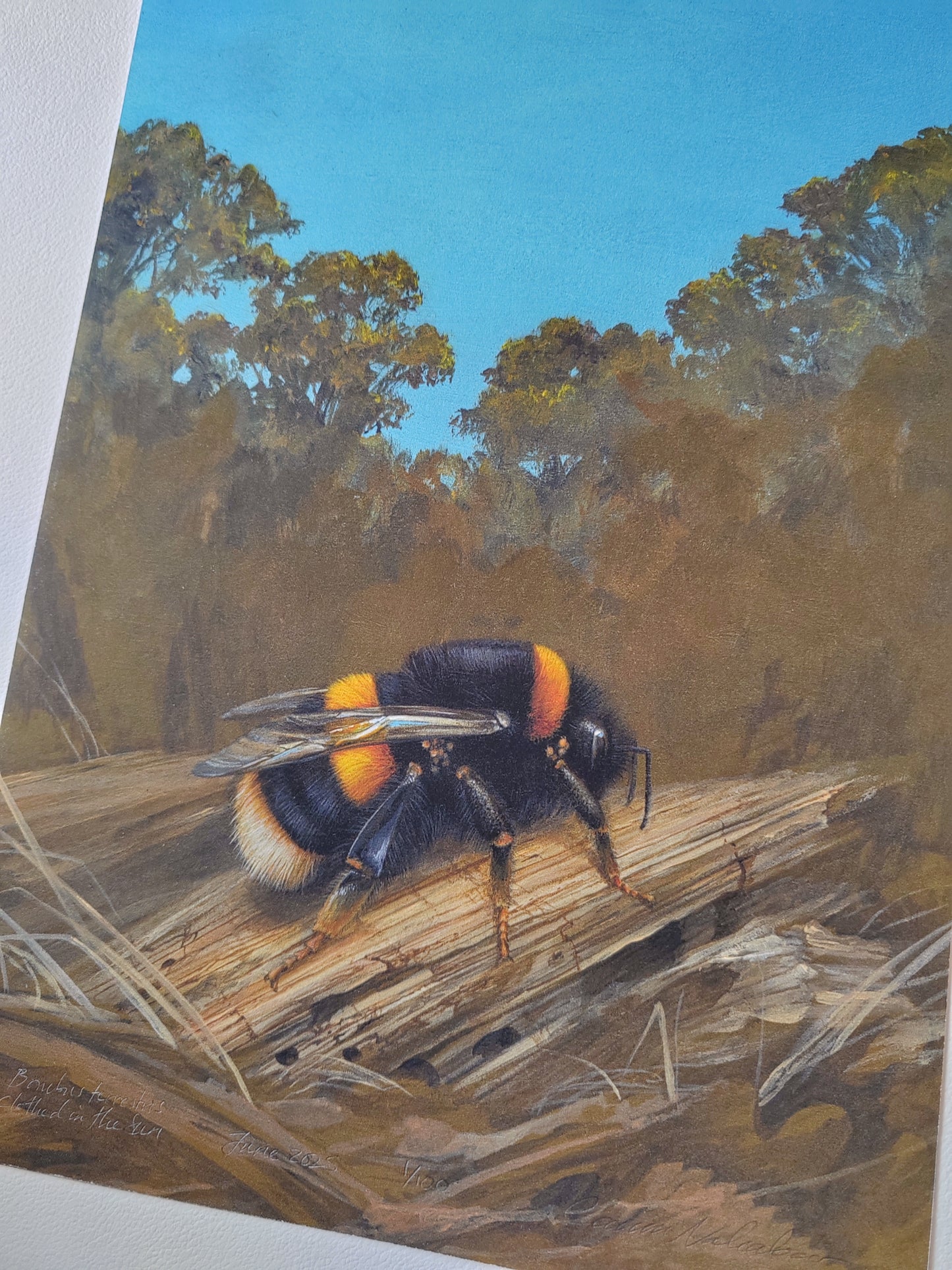 Bombus terrestris Buff-tailed Bumblebee, clothed in the sun