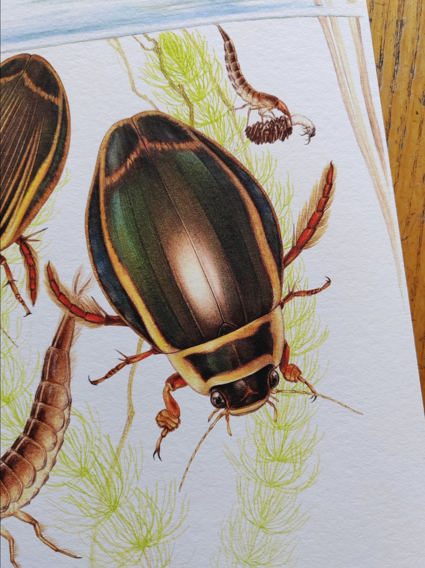 Dytiscus lattisimus, giant Great Diving Beetle A4 size limited edition art print