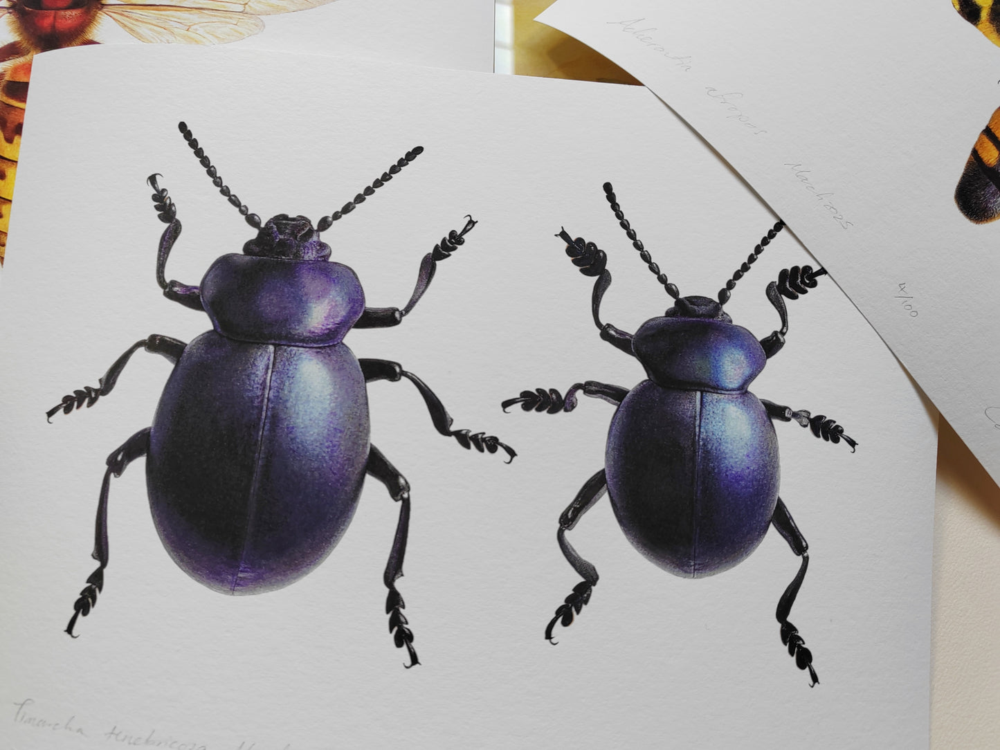 Bloody Nosed Beetle, Female & Male Timarcha tenebricosa. Limited edition art print A4 size