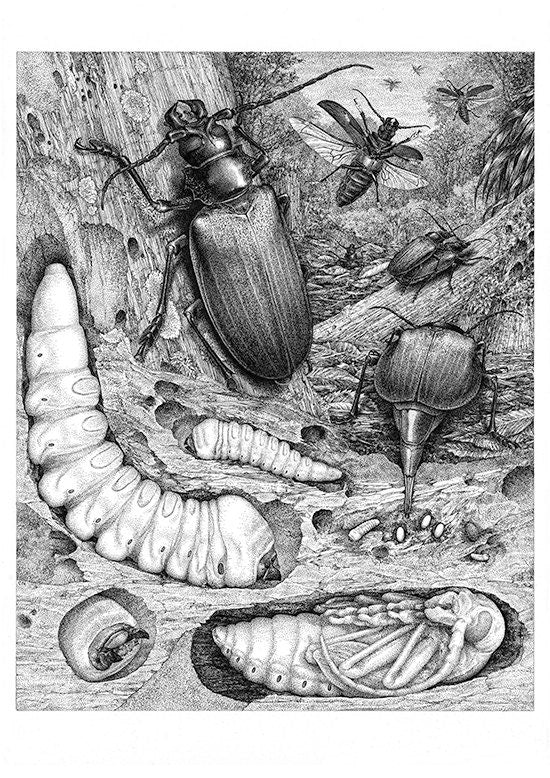 Titanus giganteus Lifecycle - A3 size Archival print limited edition