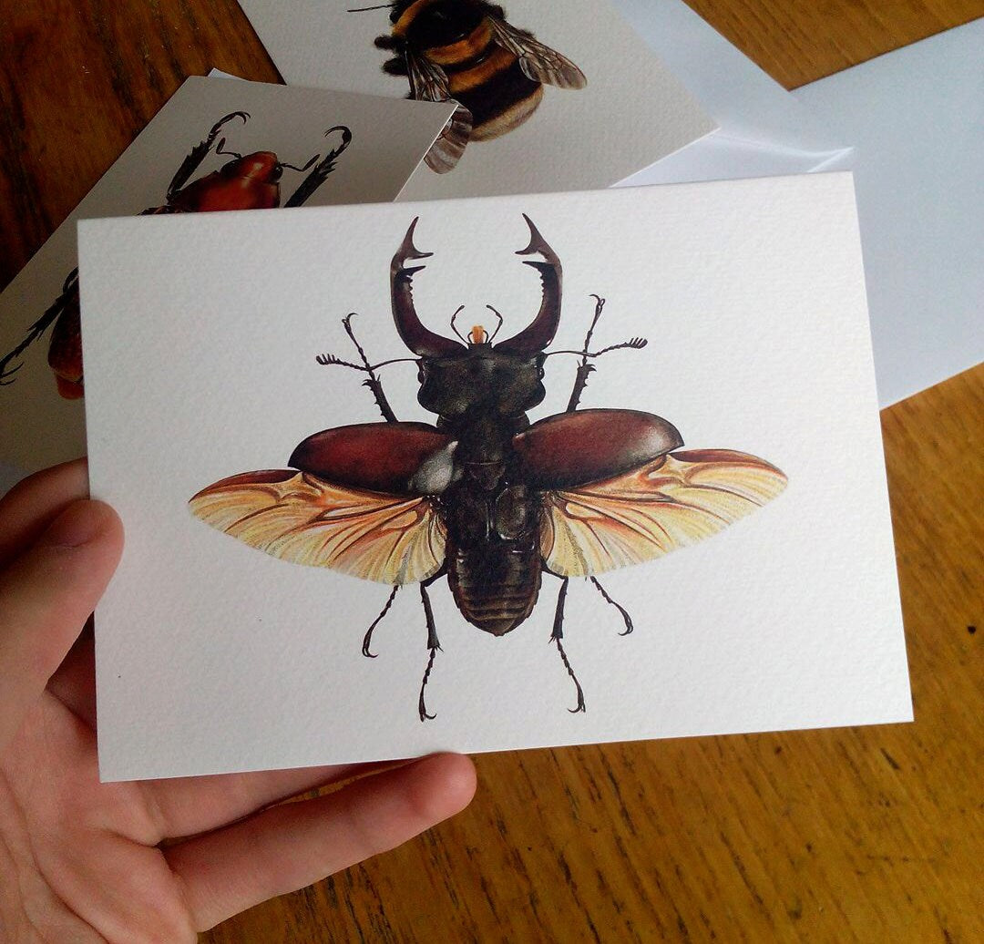 Stag Beetle - Greetings Card (Lucanus cervus)