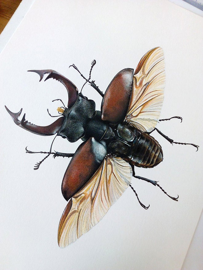 Lucanus cervus - A4 Size Limited edition archival print