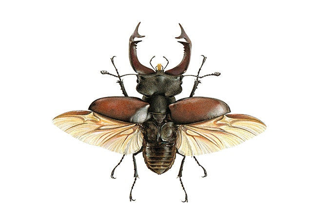 Lucanus cervus - A4 Size Limited edition archival print