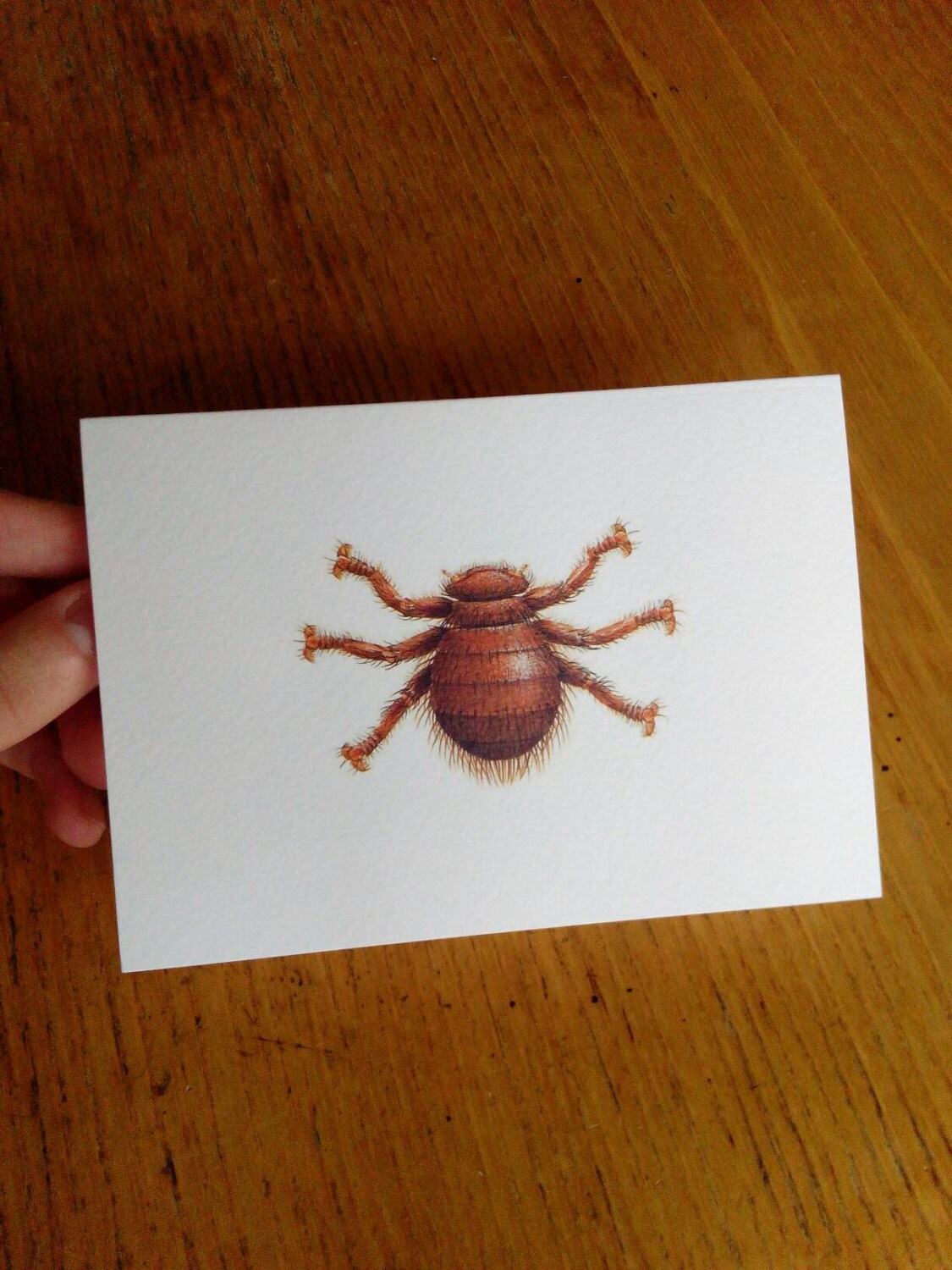 Bee Louse greetings card