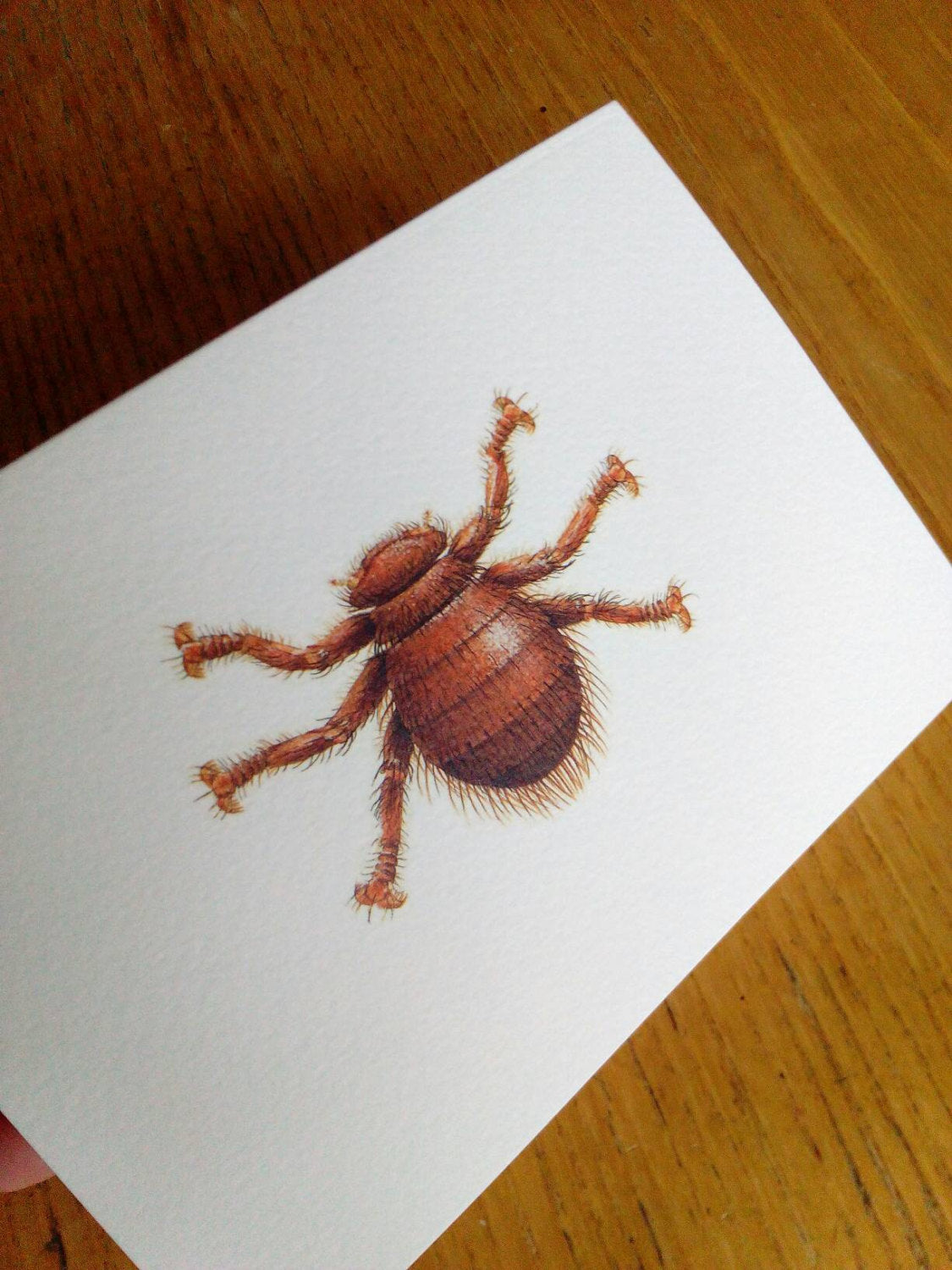 Bee Louse greetings card