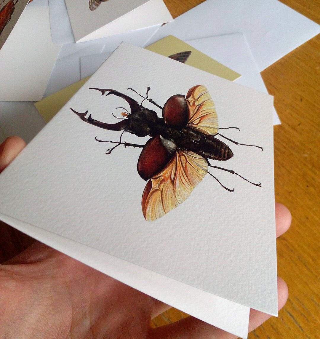 Stag Beetle - Greetings Card (Lucanus cervus)