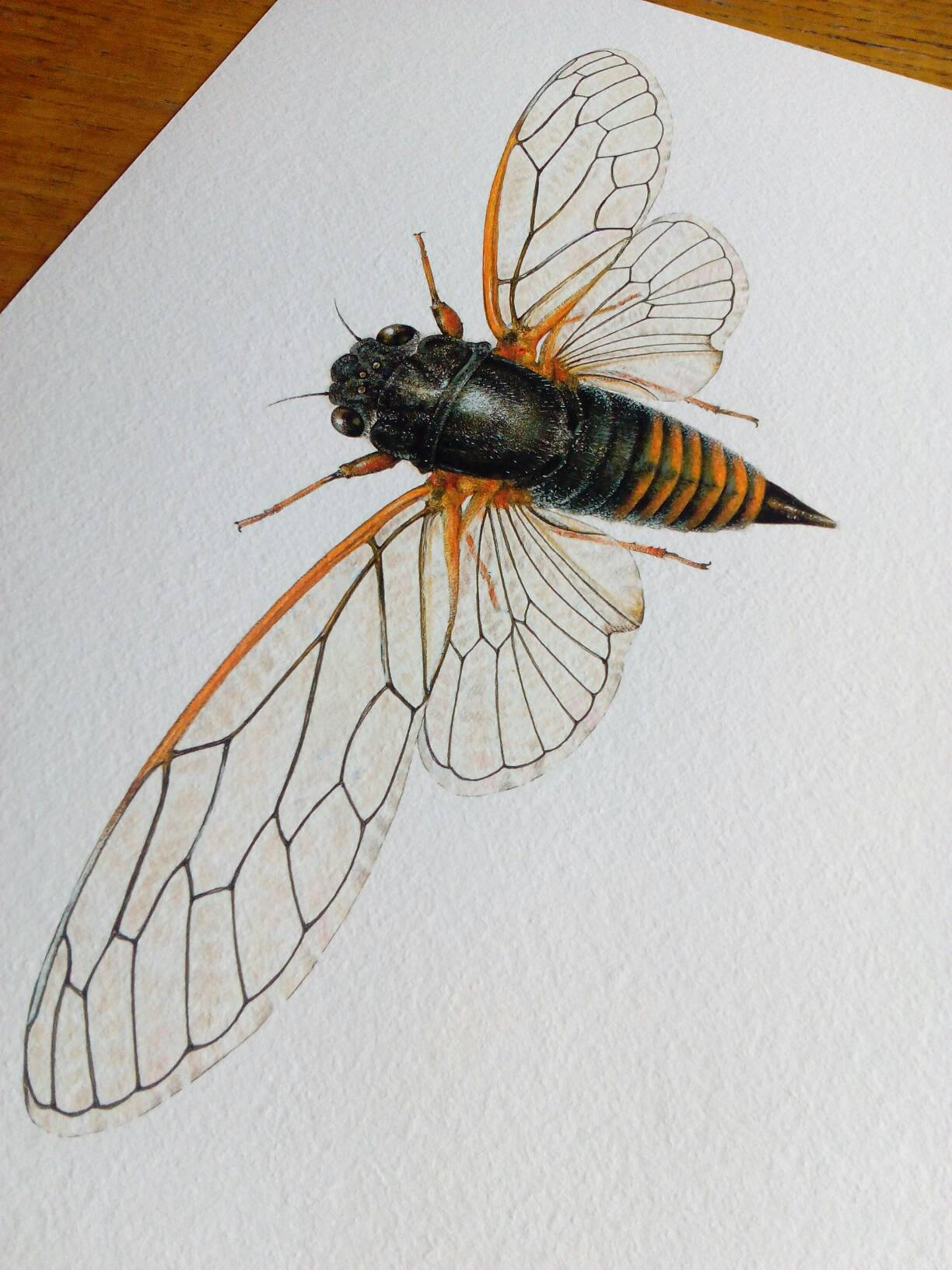 Limited edition A4 size print - Cicadetta montana, New Forest Cicada