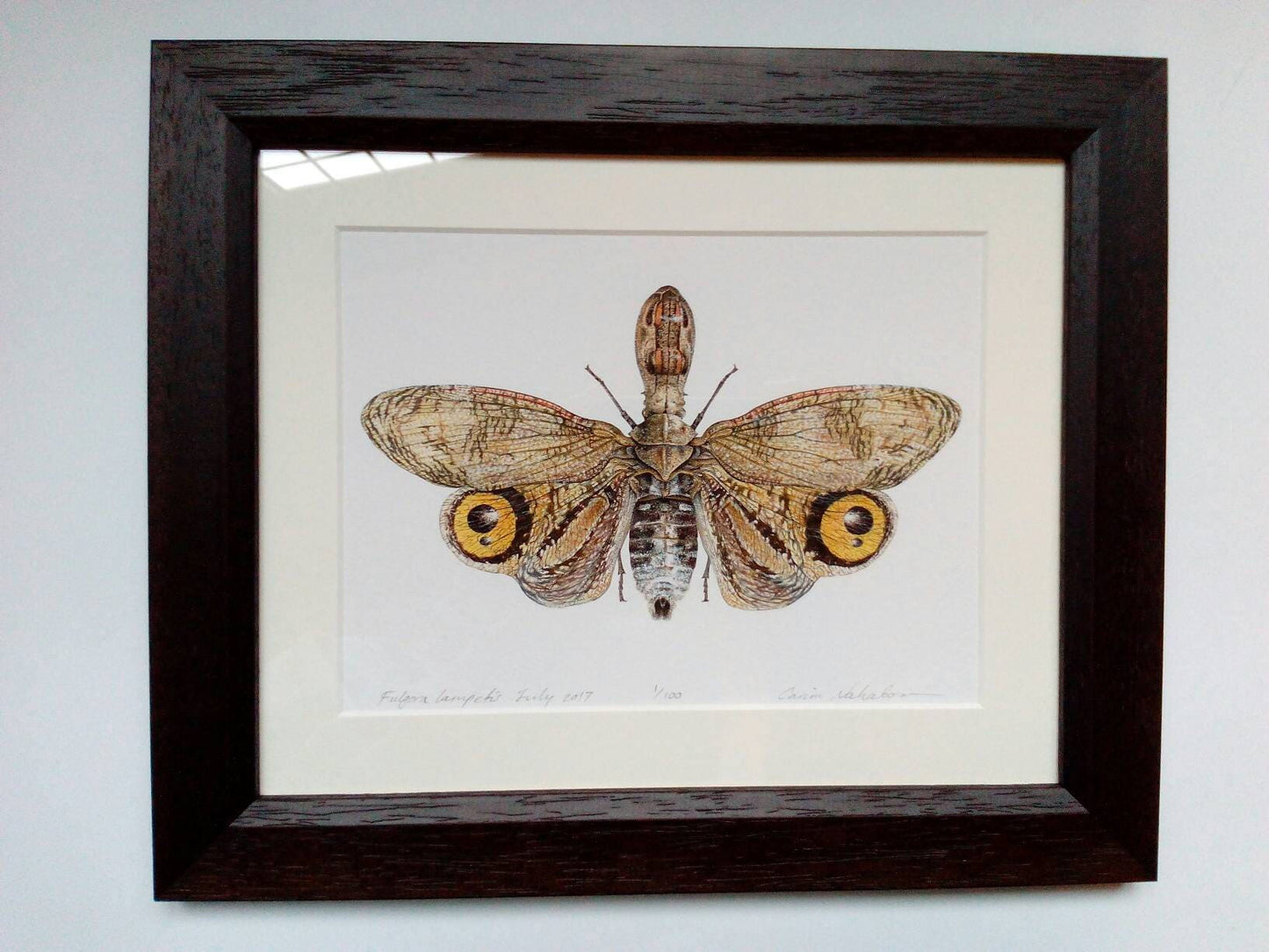 Framed limited edition art print - Fulgora lampetis
