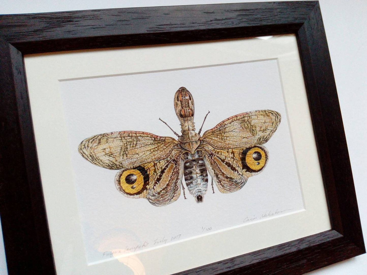 Framed limited edition art print - Fulgora lampetis