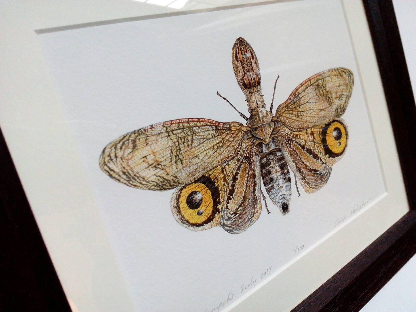 Framed limited edition art print - Fulgora lampetis