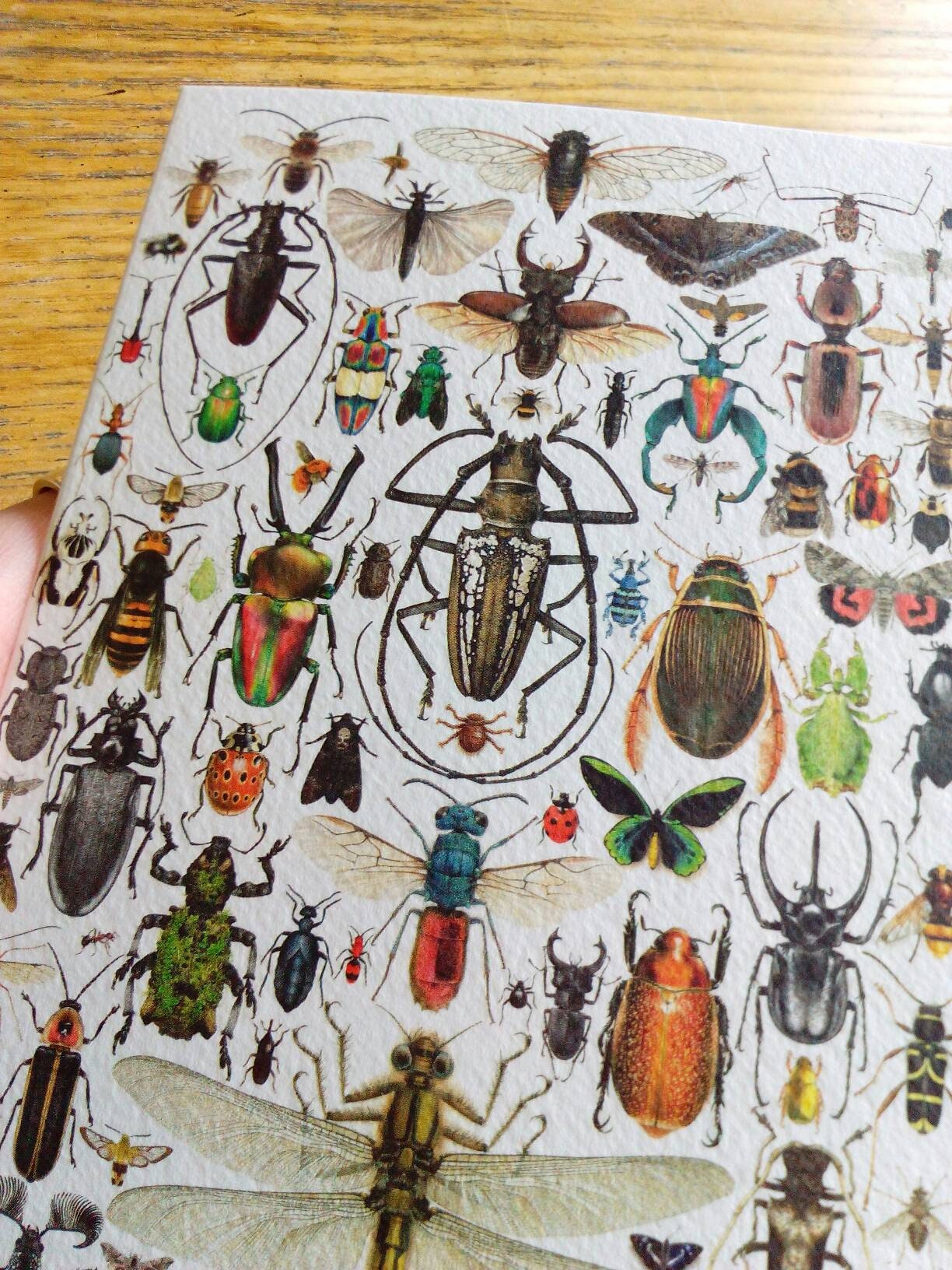 Insect compilation greetings card