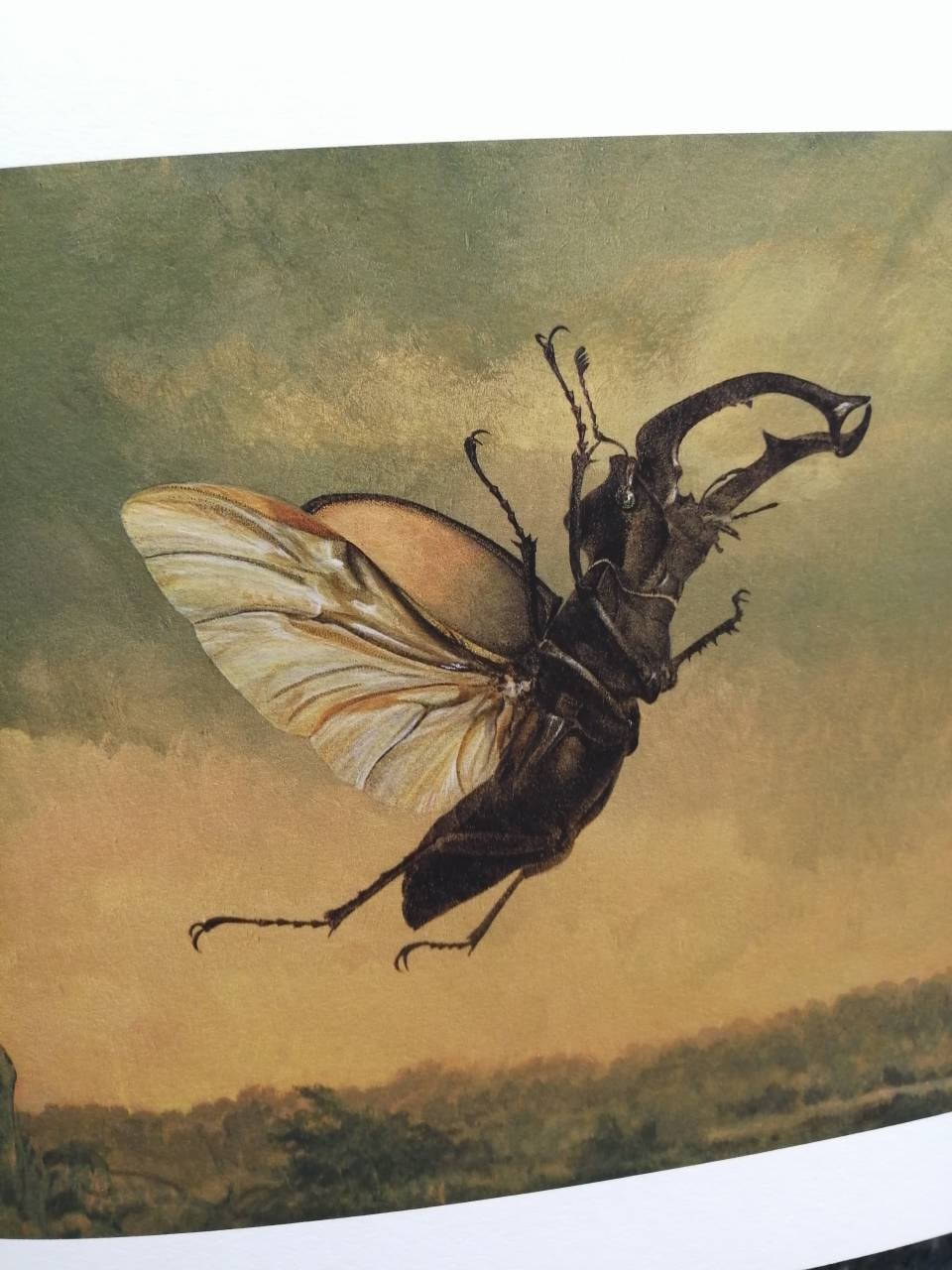 Billywitch Stag Beetle, Lucanus cervus limited edition print