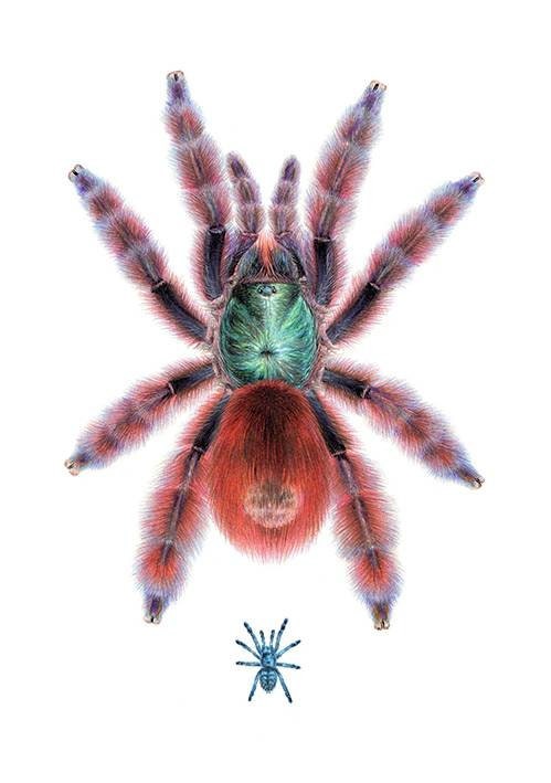 Caribena versicolor A4 size limited edition print