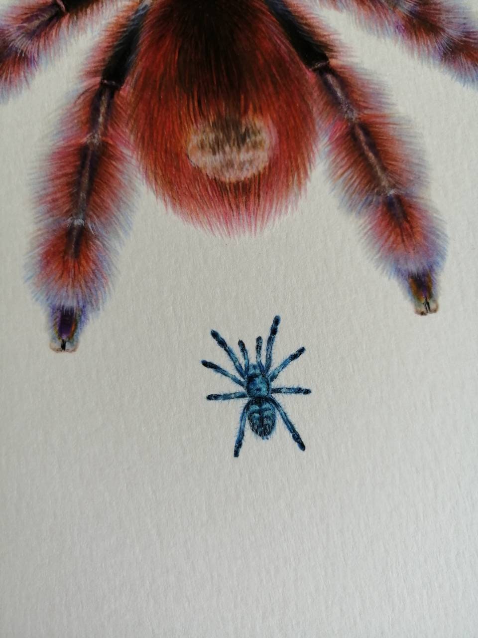 Caribena versicolor A4 size limited edition print