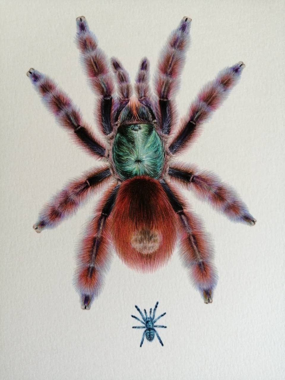 Caribena versicolor A4 size limited edition print