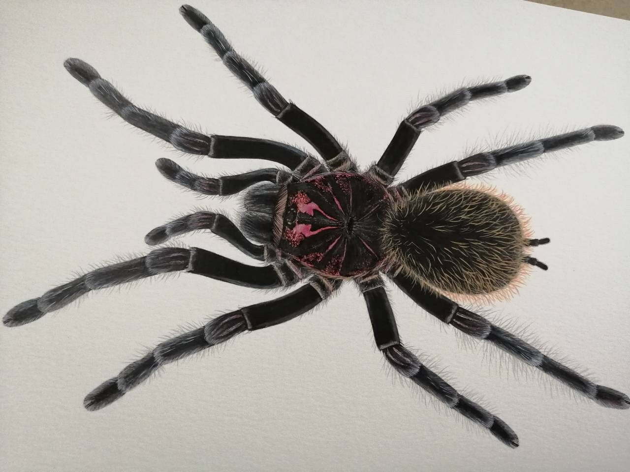 Xenesthis immanis limited edition print A4 size