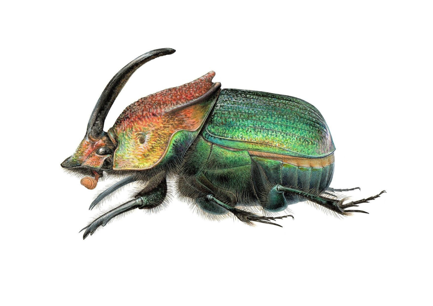 Phanaeus vindex A4 sized limited edition print. Rainbow Scarab Male