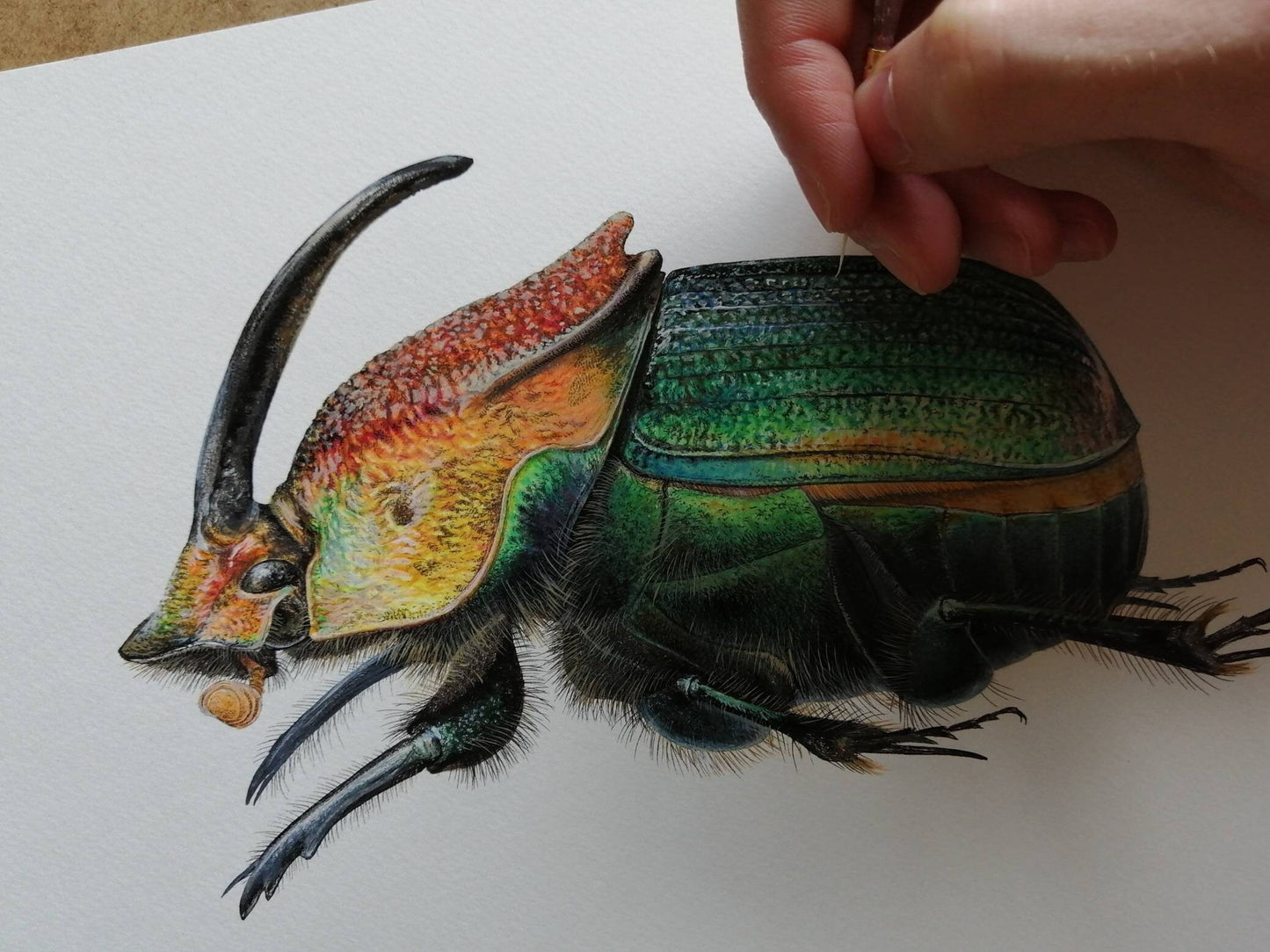 Phanaeus vindex A4 sized limited edition print. Rainbow Scarab Male