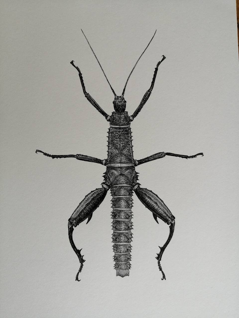 Original artwork x2 Eurycantha calcarata Male and Female