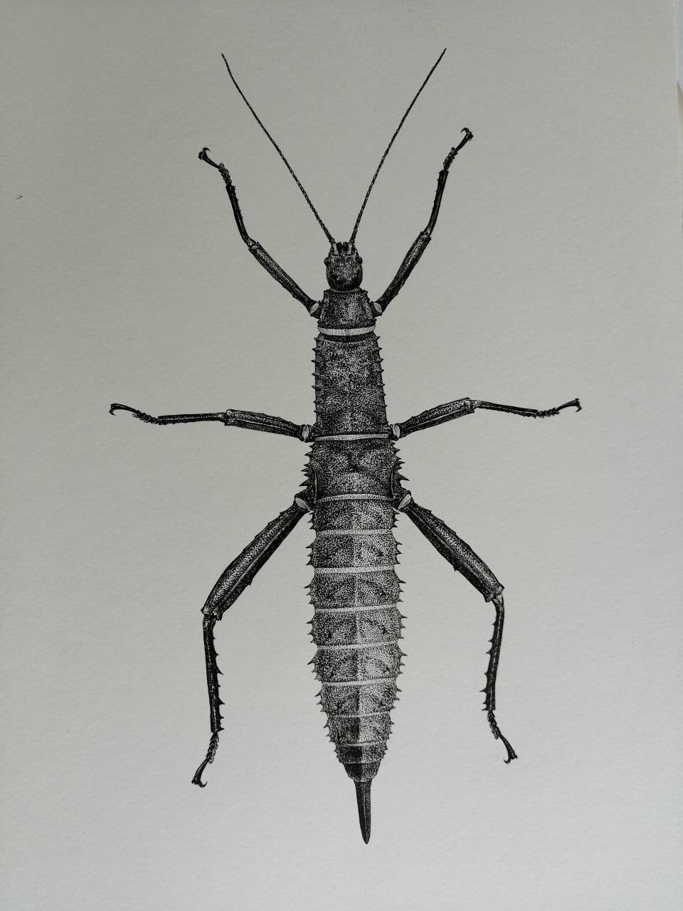 Original artwork x2 Eurycantha calcarata Male and Female