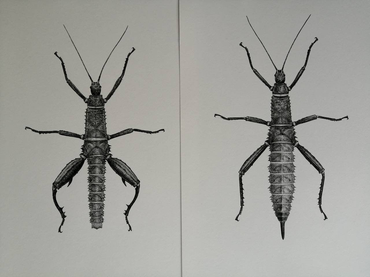 Original artwork x2 Eurycantha calcarata Male and Female