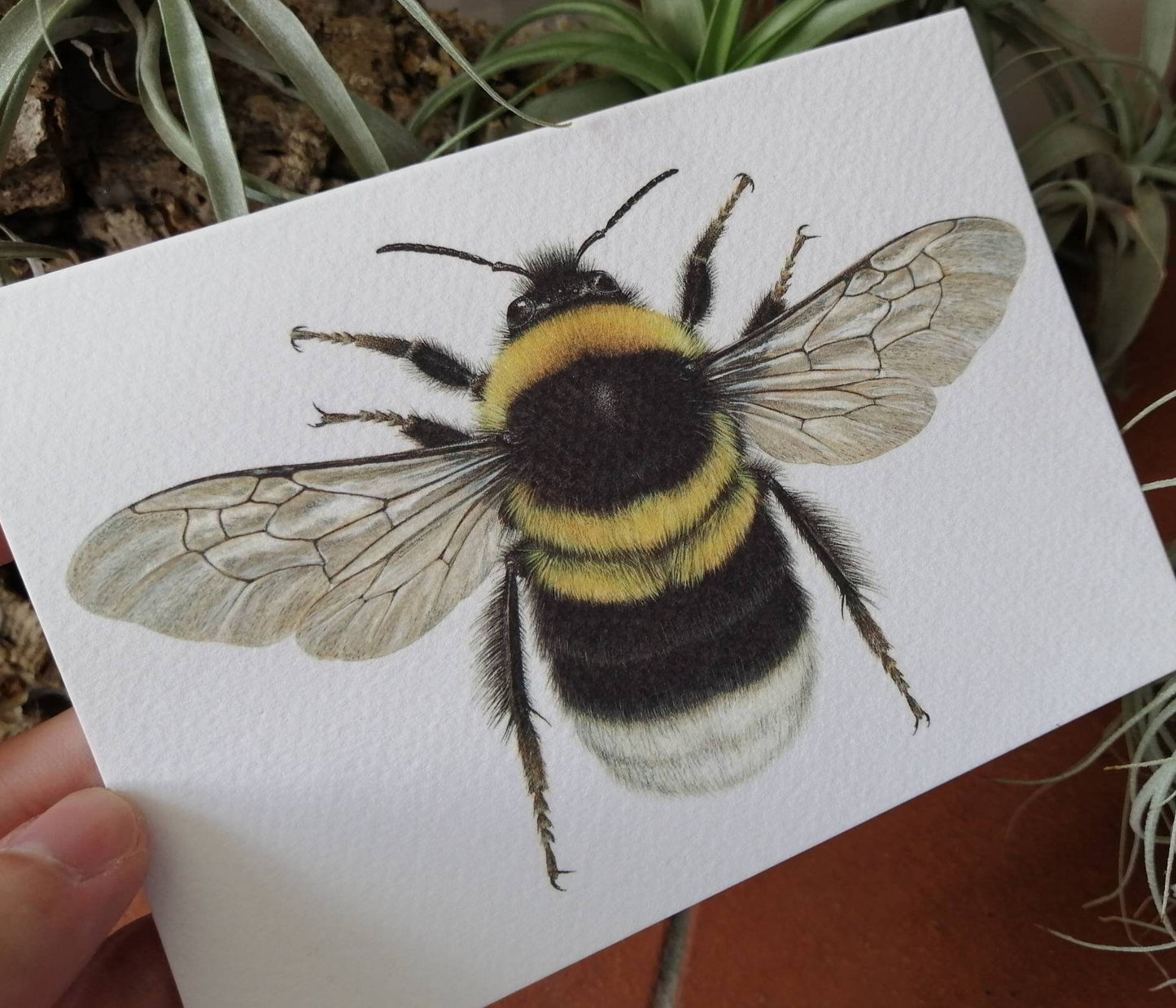 Greetings Card - Bombus hortorum bee insect
