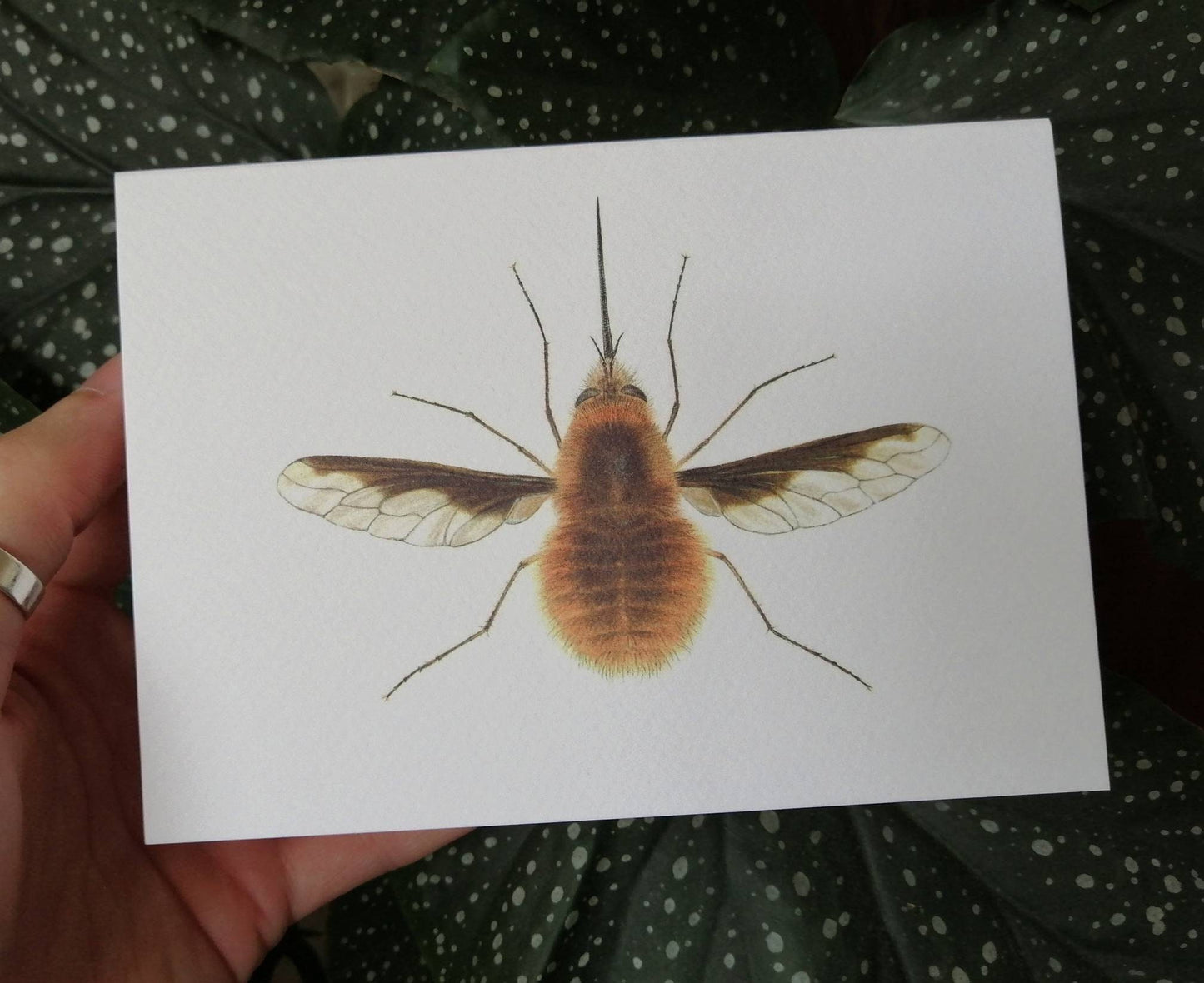 Greetings Card - Bee Fly Bombylius major