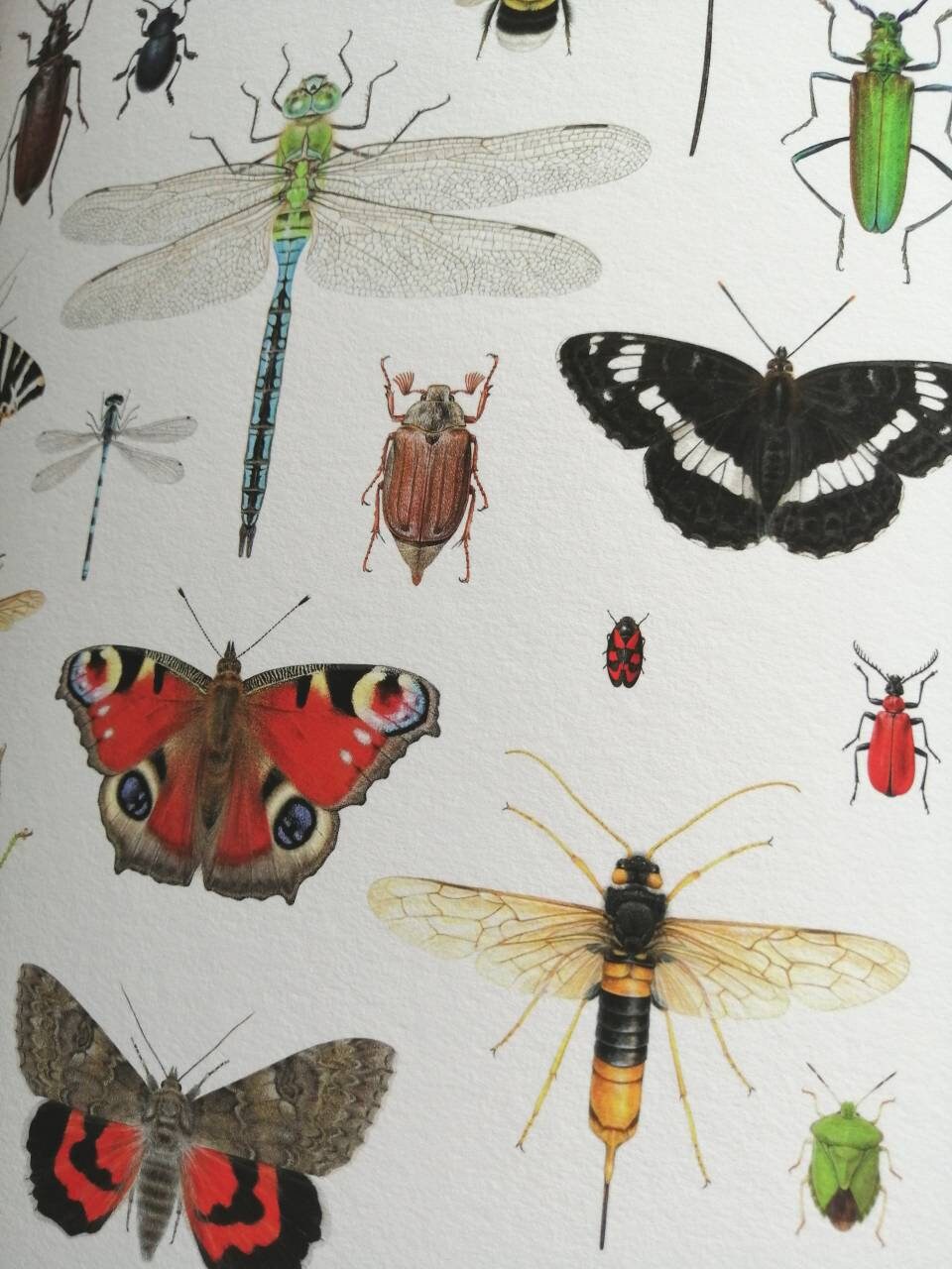 British Insects Lifesize compilation 2