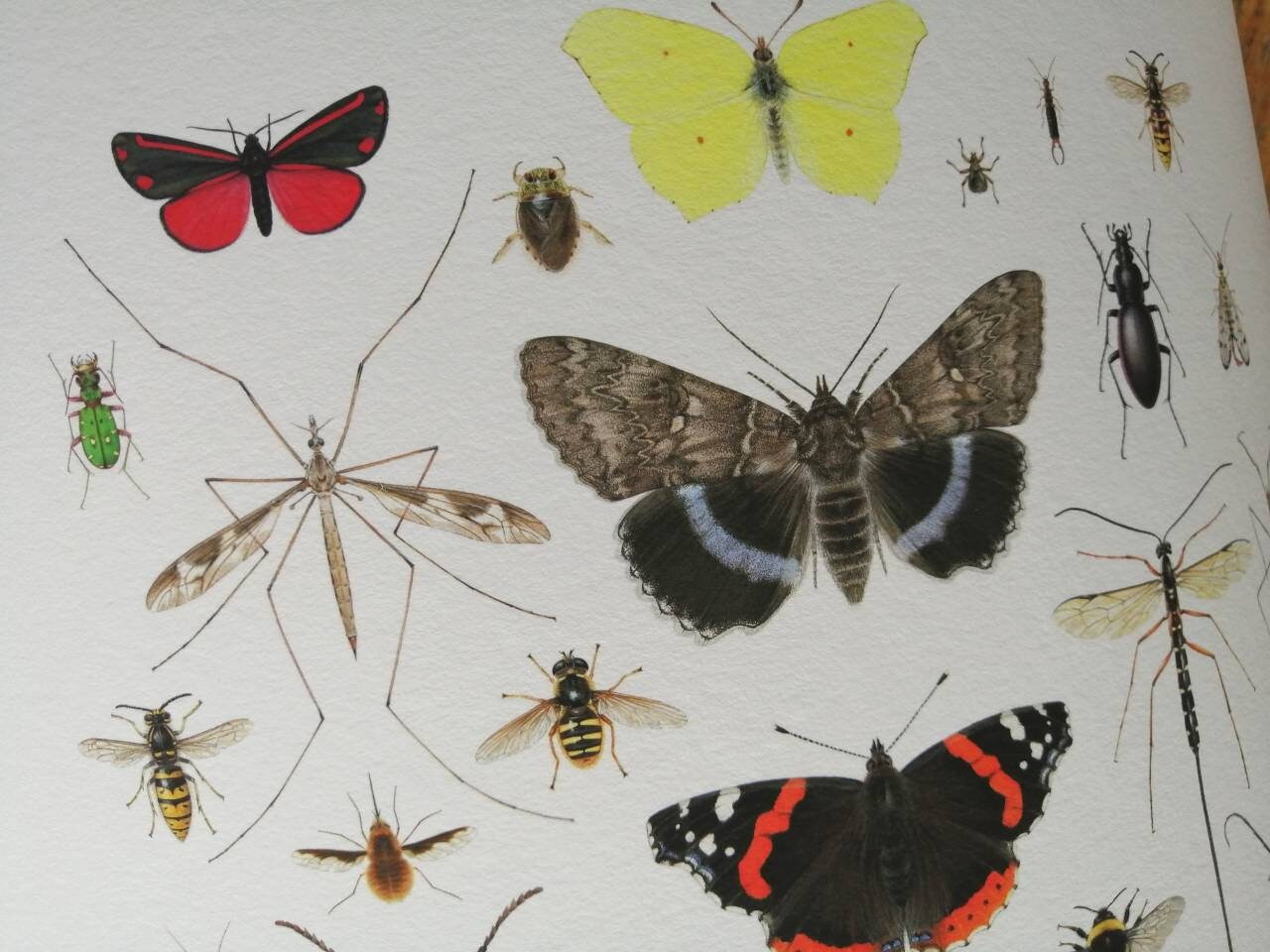British Insects Lifesize compilation 2