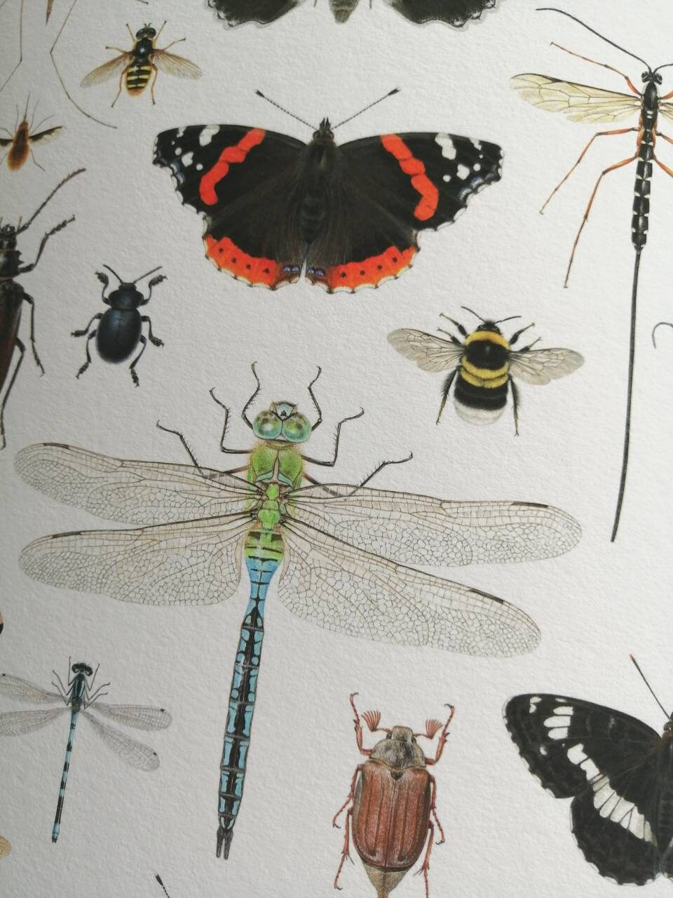 British Insects Lifesize compilation 2