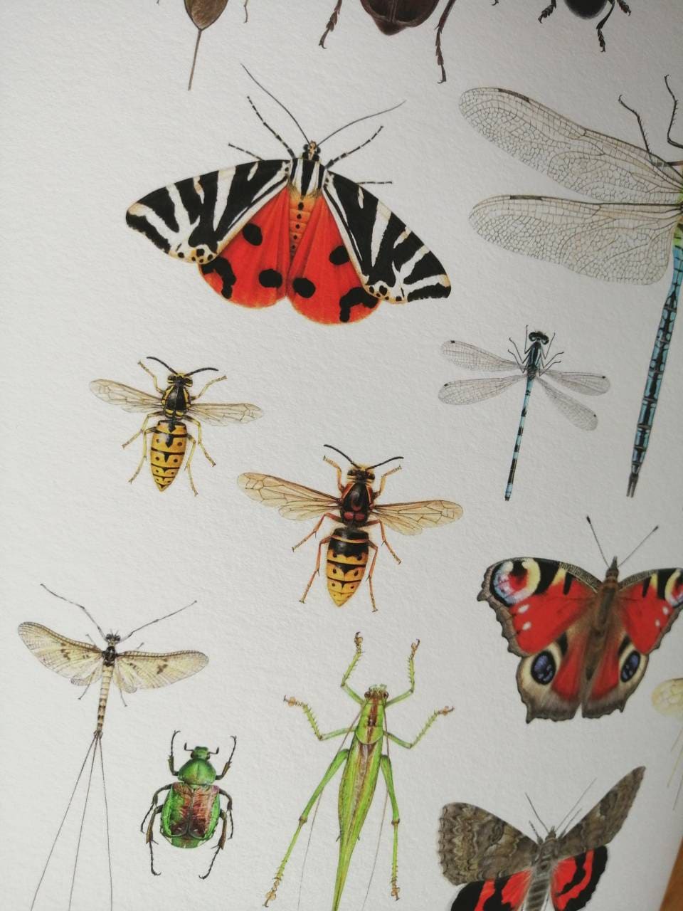 British Insects Lifesize compilation 2