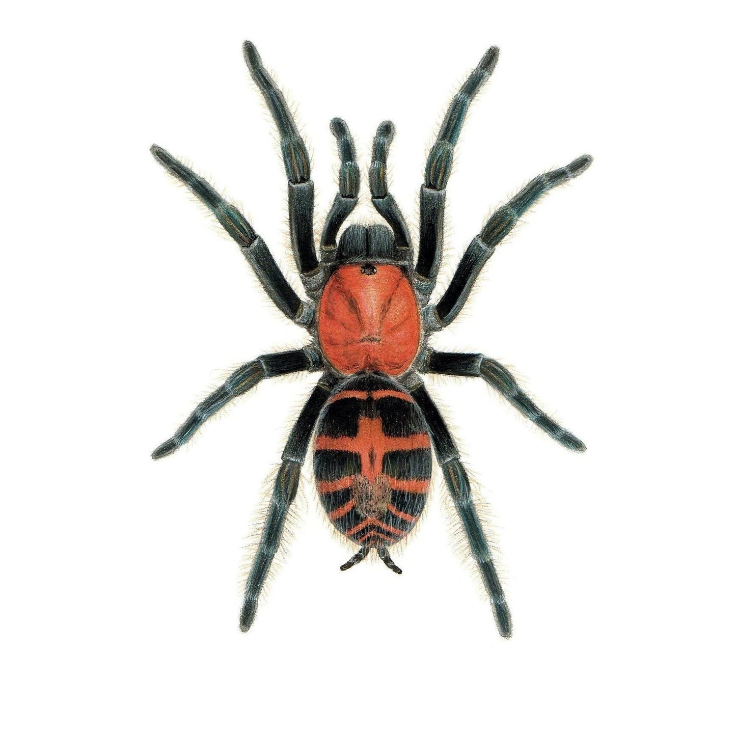 Davus pentaloris A4 size limited edition print