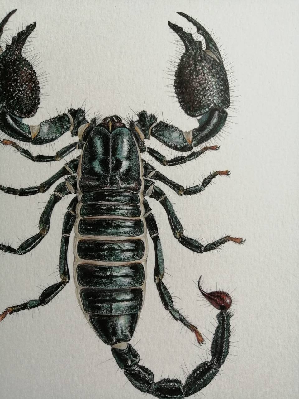 Pandinus imperator - Emperor Scorpion limited edition art print