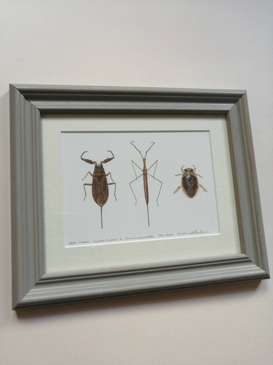 Framed Original Artwork - Aquatic Bugs