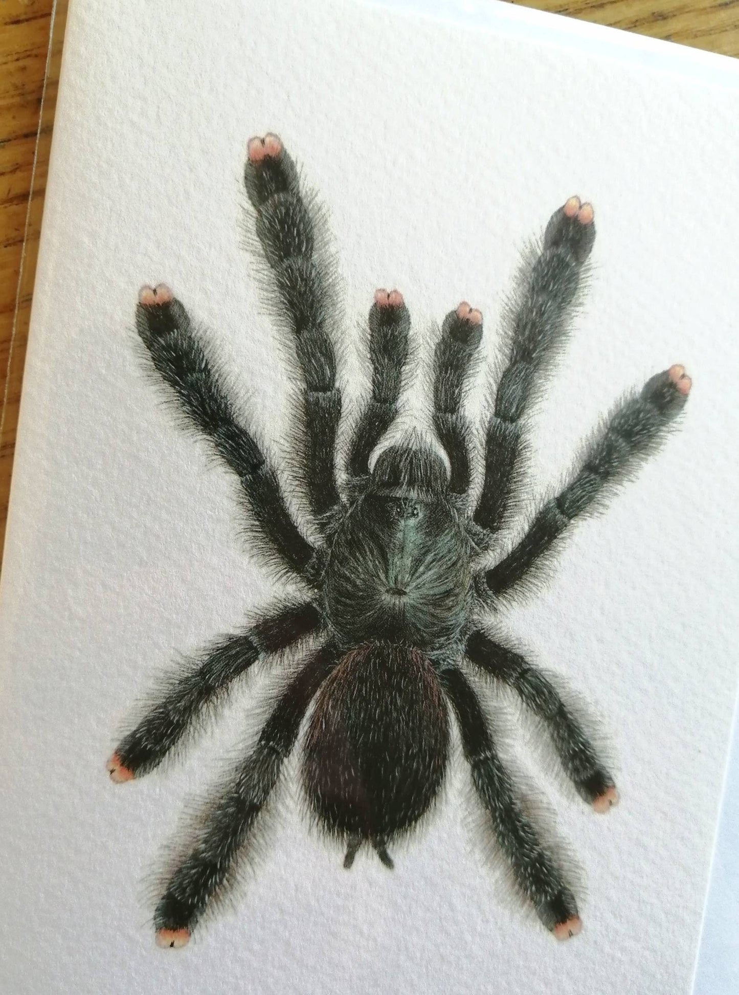 Greetings card - Avicularia avicularia, Pink Toe Tarantula